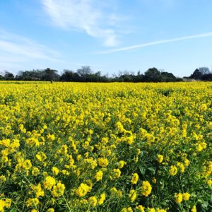 鍼灸・推拿整体で免疫力強化！|安城市の松並木療院(マッサージ・整体・鍼灸・美容鍼) | プライベート治療院 | オーダーメイド治療専門